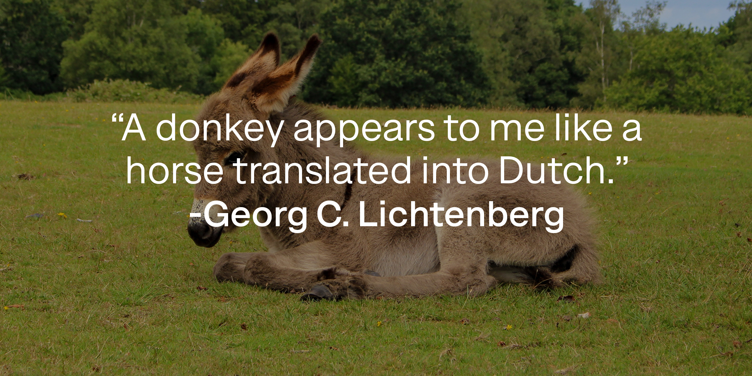Georg C. Lichtenberg's quote: "A donkey appears to me like a horse translated into Dutch." | Source: Unsplash