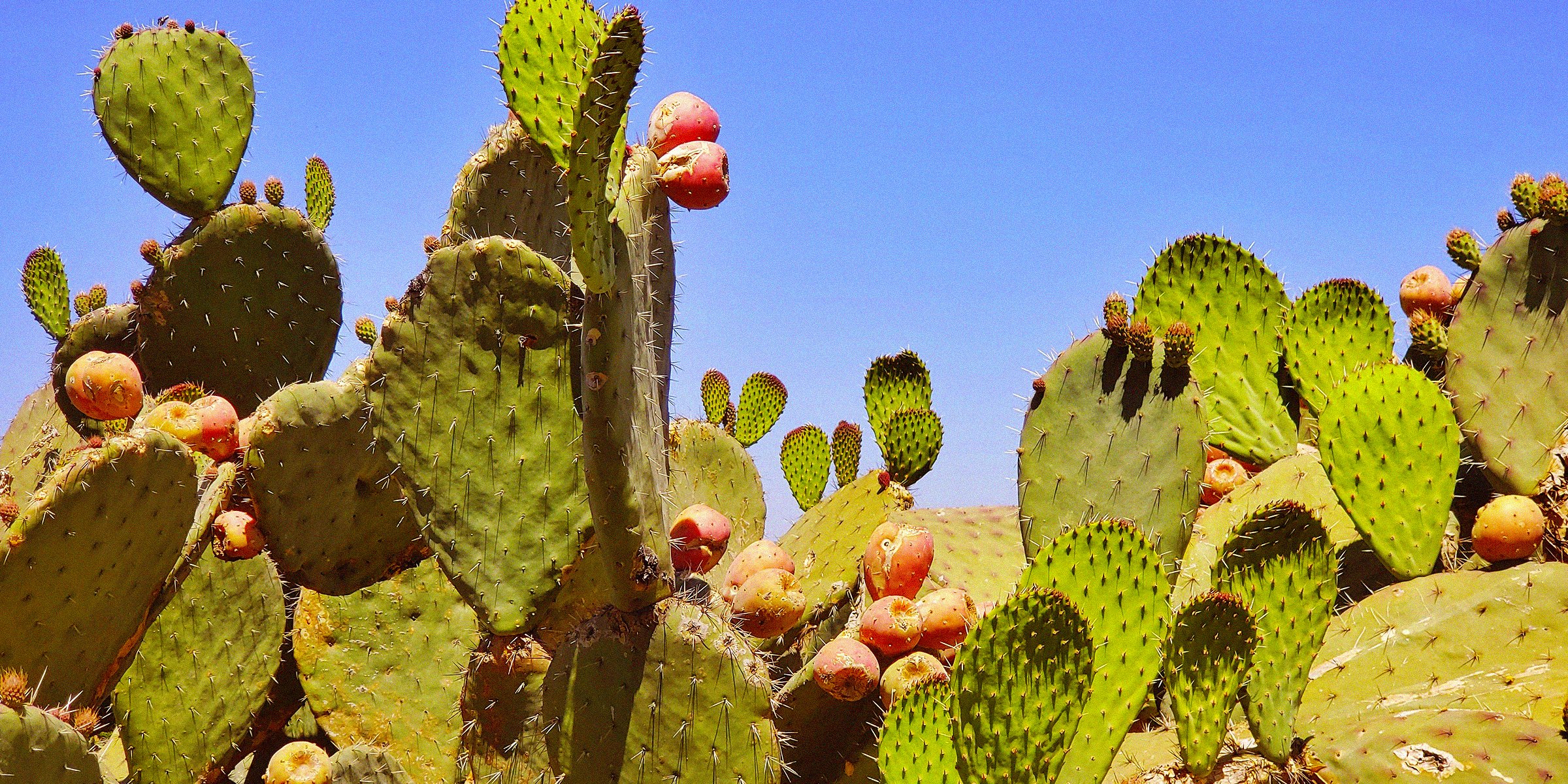 Unsplash | Cactuses 