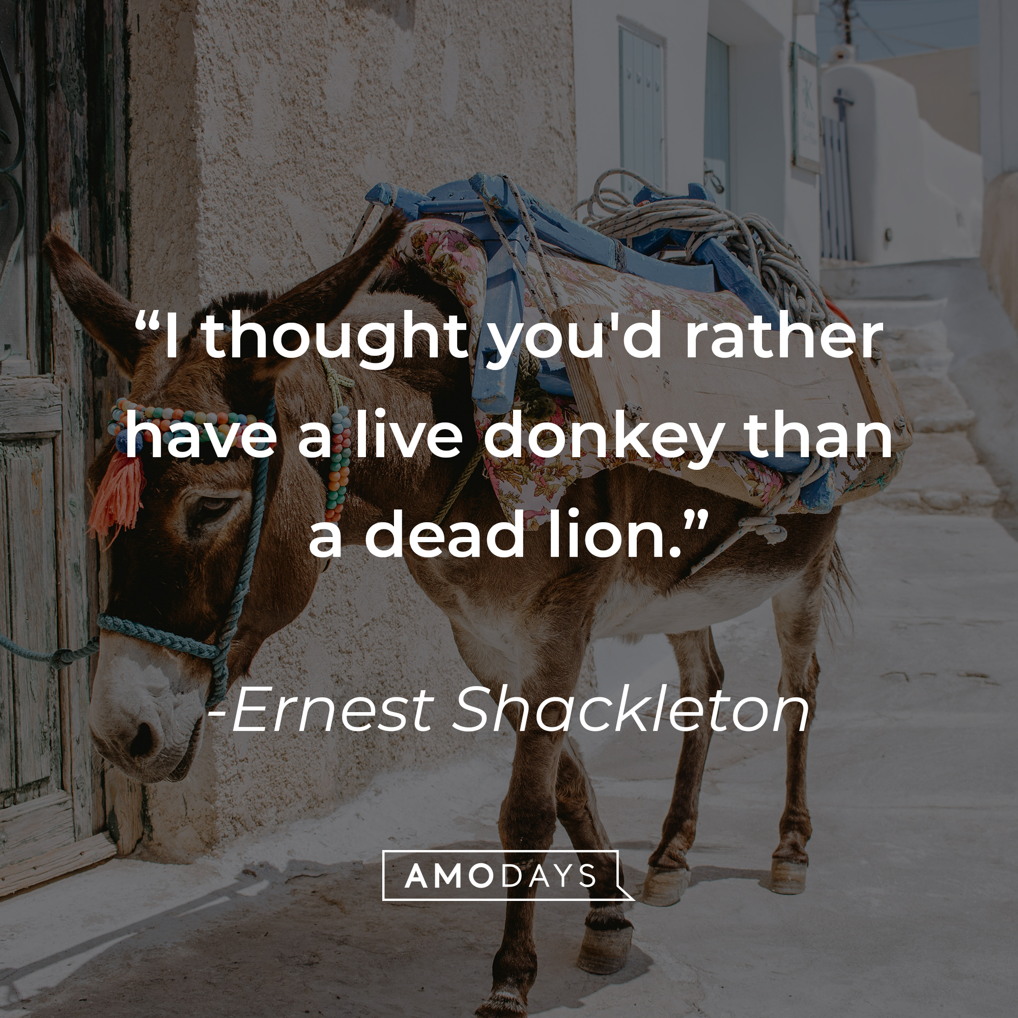 Earnest Shackleton's quote: "I thought you'd rather have a live donkey than a dead lion." | Source: Unsplash