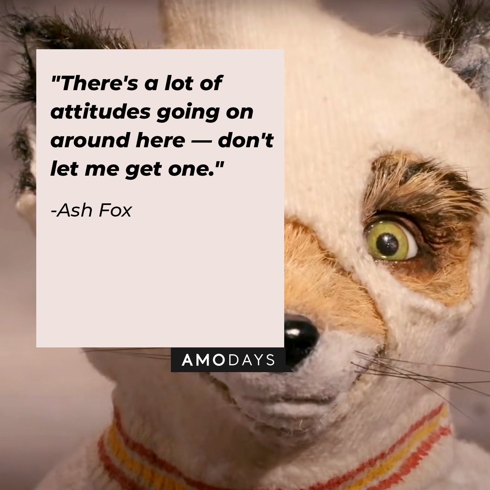 Ash Fox’s Quote: "There's a lot of attitudes going on around here — don't let me get one." | Image: AmoDays